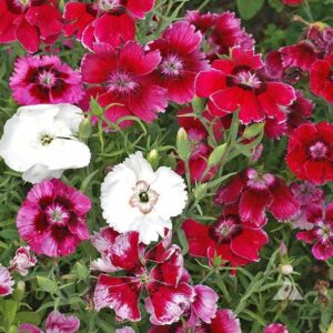 Dianthus Baby Doll flowers blooming with colorful delicate petals