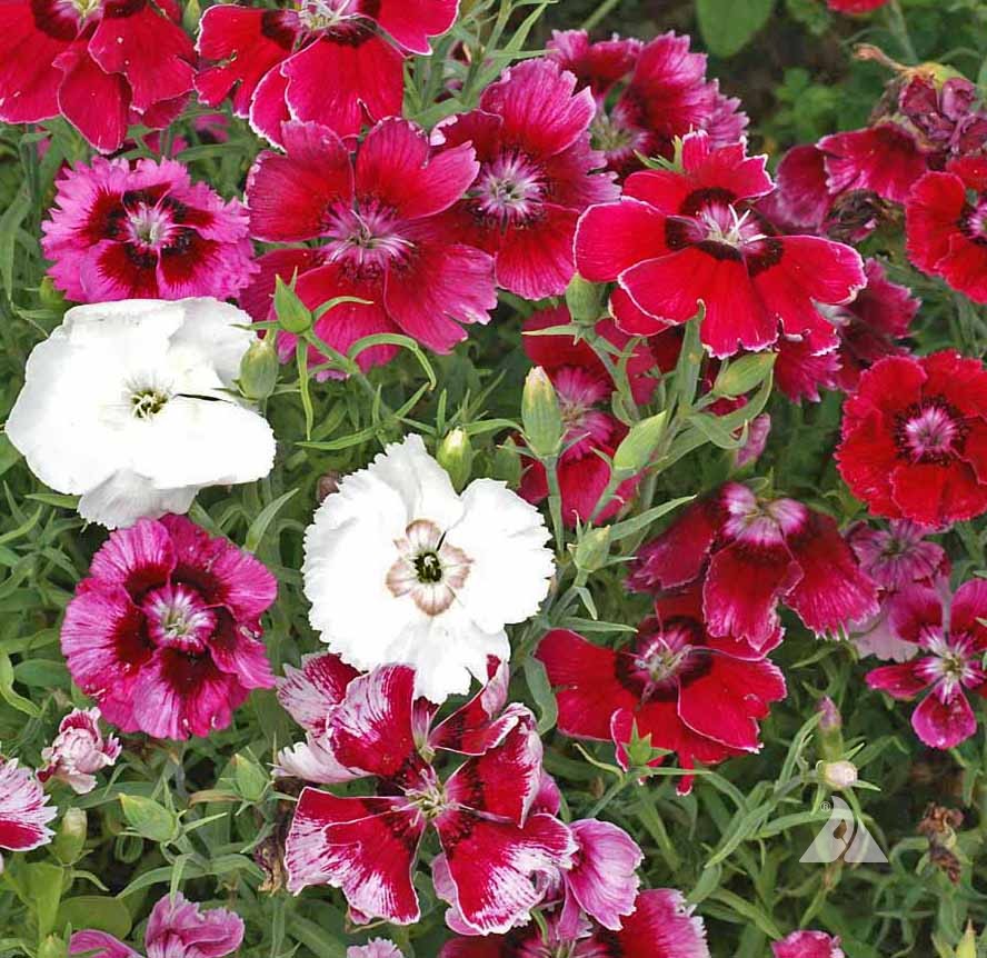 Dianthus Baby Doll flowers blooming with colorful delicate petals