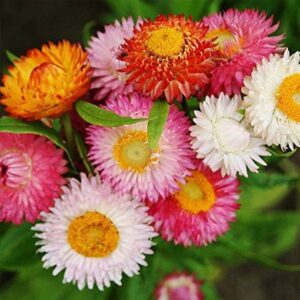Helichrysum
