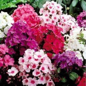 Phlox Beauty Mix flowers blooming in vibrant mixed colors