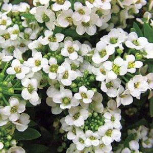 Alyssum White