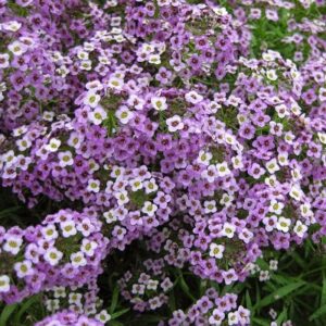Alyssum Blue