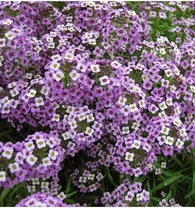 Alyssum Blue