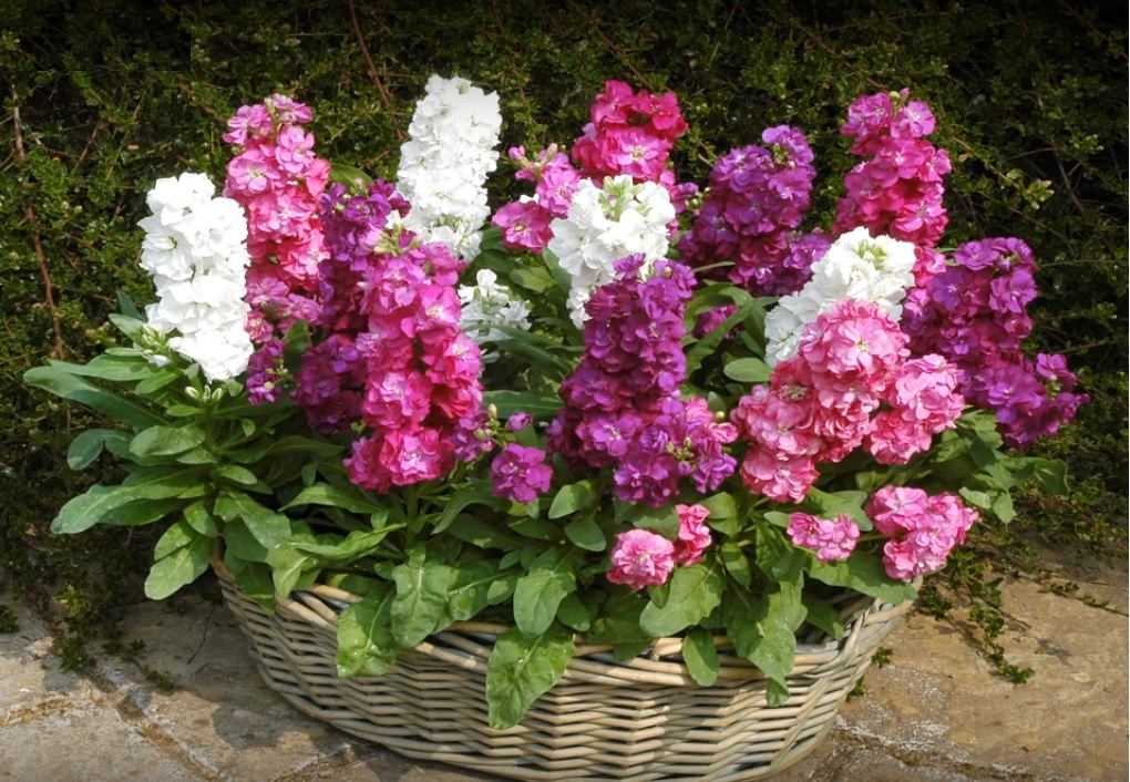 Stock Double - Image 2
