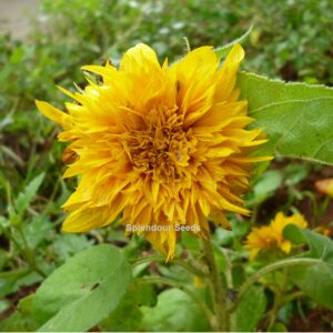 Bright yellow Teddy Bear sunflower flower with fluffy double petals in bloom
