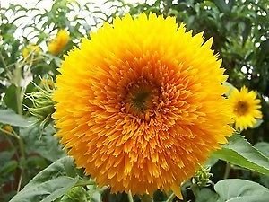 Sunflower Teddy Bear