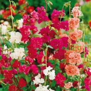 Clarkia Elegans