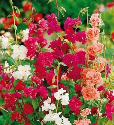Clarkia Elegans