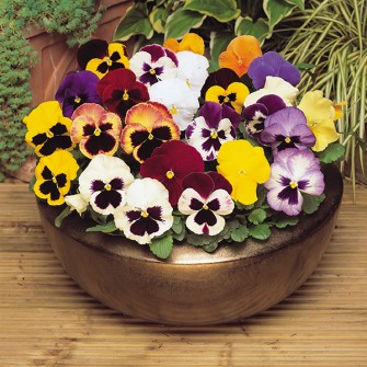 Pansy Swiss Giant Mix - Image 2