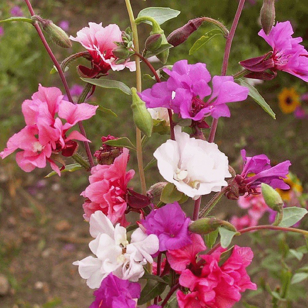 Clarkia Elegans - Image 2