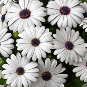 Dimorphotheca ‘Glistening White’ flowers with bright white petals blooming in the garden