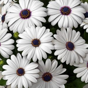 Dimorphoteca Glistening  White