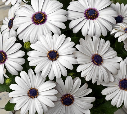 Dimorphoteca Glistening White