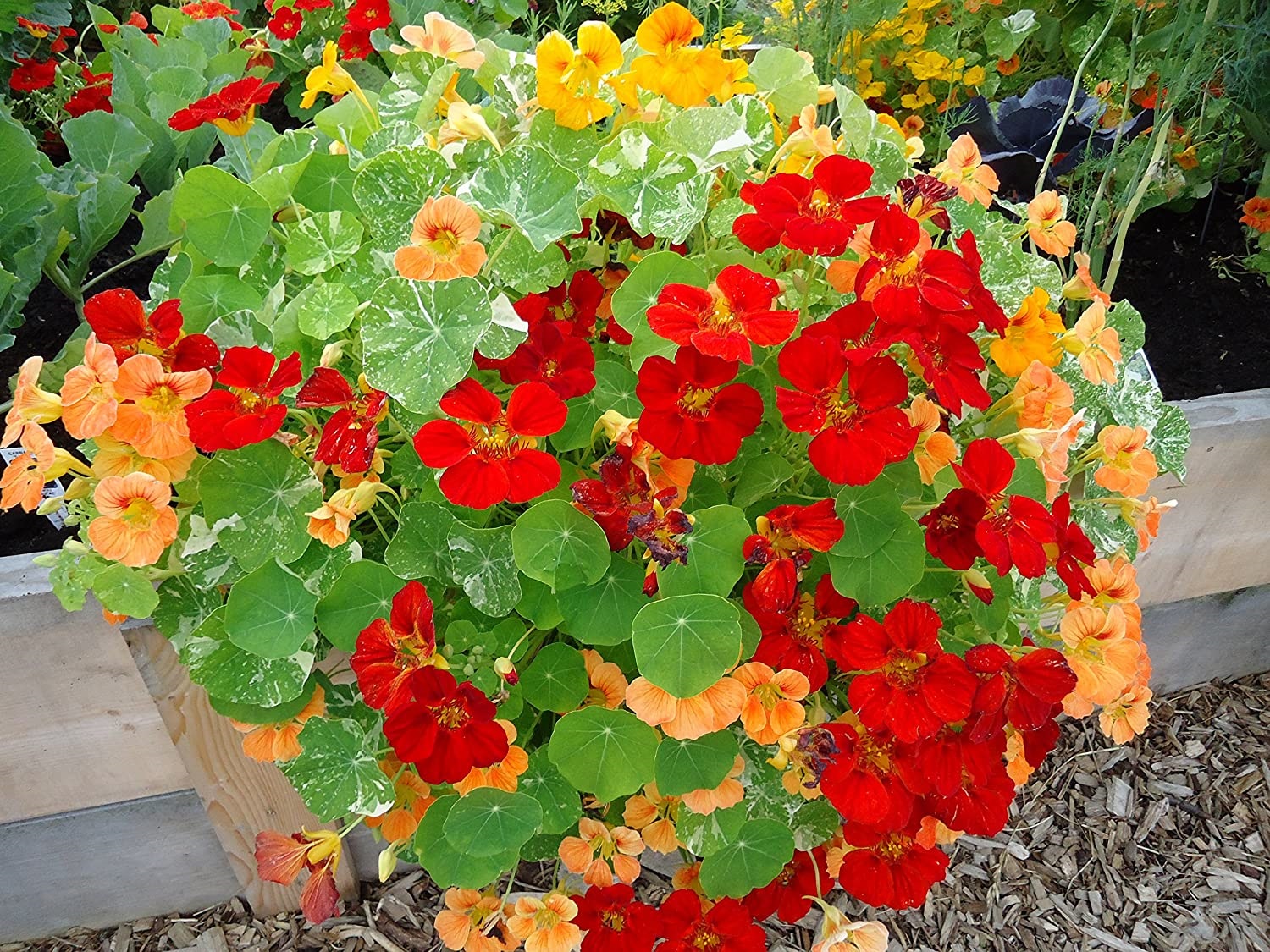 Nasturtium - Image 2