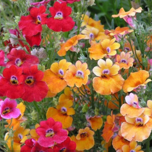 val Mix flowers blooming in a colorful blend of pink, purple, yellow, orange, and white.
