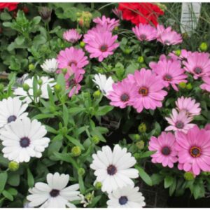 Colorful Osteospermum ecklonis mix flowers blooming in vibrant shades of purple, pink, white, and yellow, with daisy-like petals and contrasting centers.