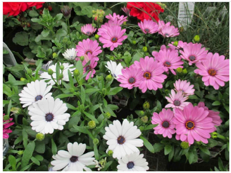 Colorful Osteospermum ecklonis mix flowers blooming in vibrant shades of purple, pink, white, and yellow, with daisy-like petals and contrasting centers.