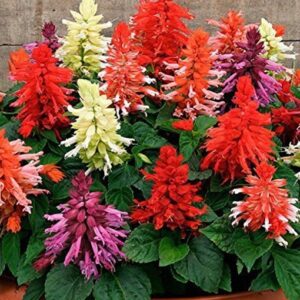 Salvia splendens red flower seeds