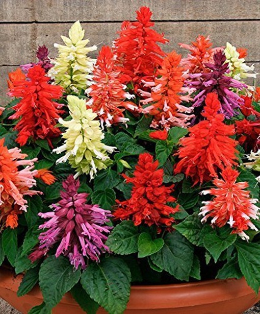 Salvia splendens red flower seeds