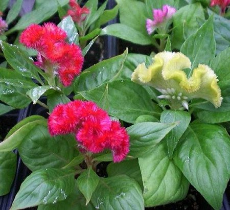 Celosia Cockscomb - Image 2