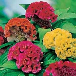 Celosia Cockscomb