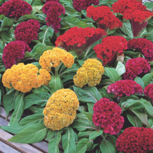 Colorful Celosia cockscomb mix flowers with vibrant red, pink, orange, and yellow crested blooms