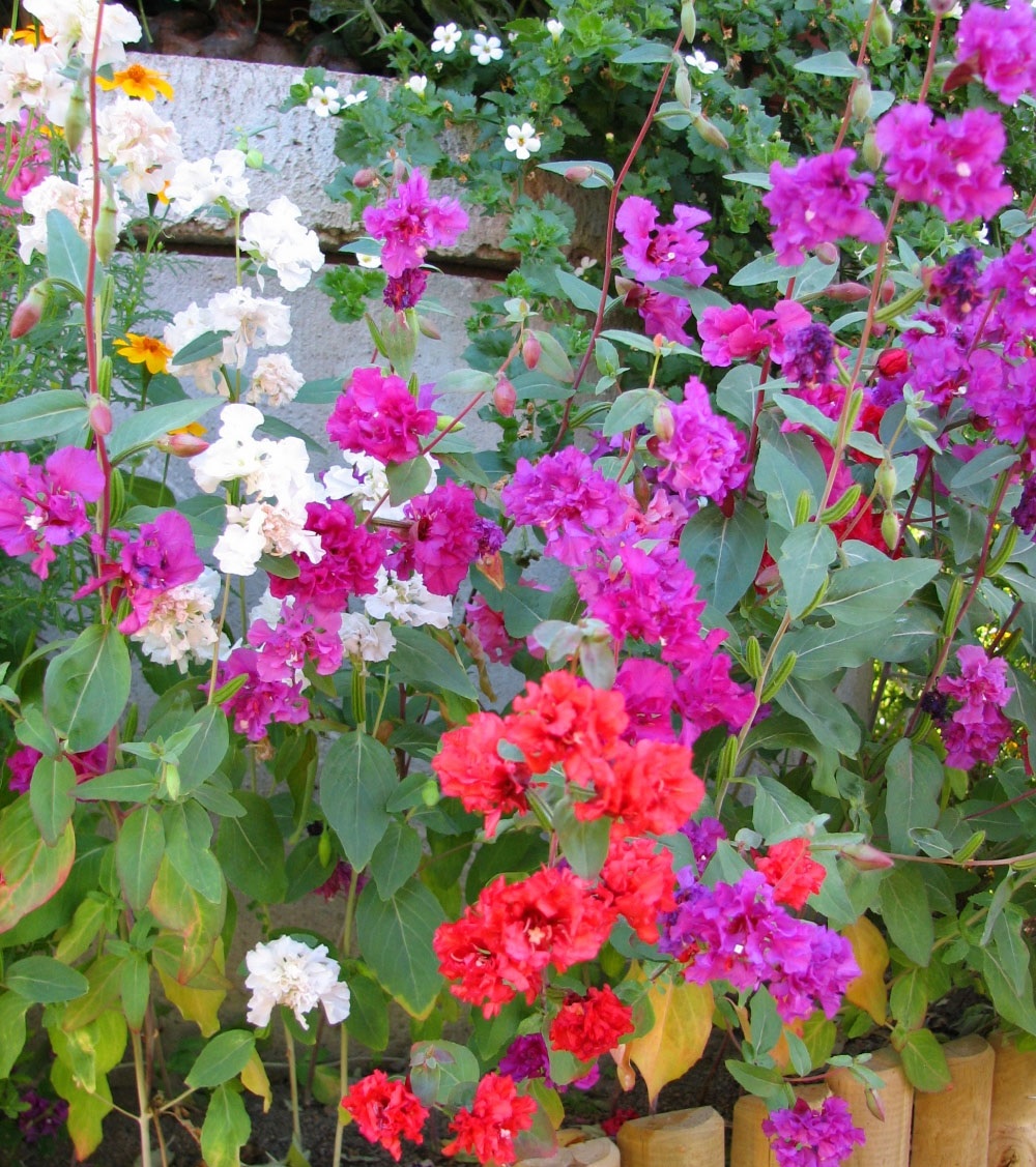 Clarkia Elegans - Image 3