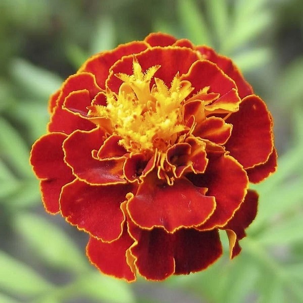 Marigold French Scarlet - Image 2