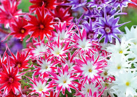 Phlox Twinkle Mix - Image 2