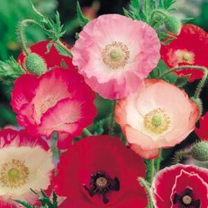 Indian Shirley Poppy Mix flowers blooming in delicate shades of pink, red, white, and purple with slender stems and soft, papery petals.