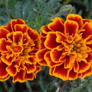 Marigold French Scarlet