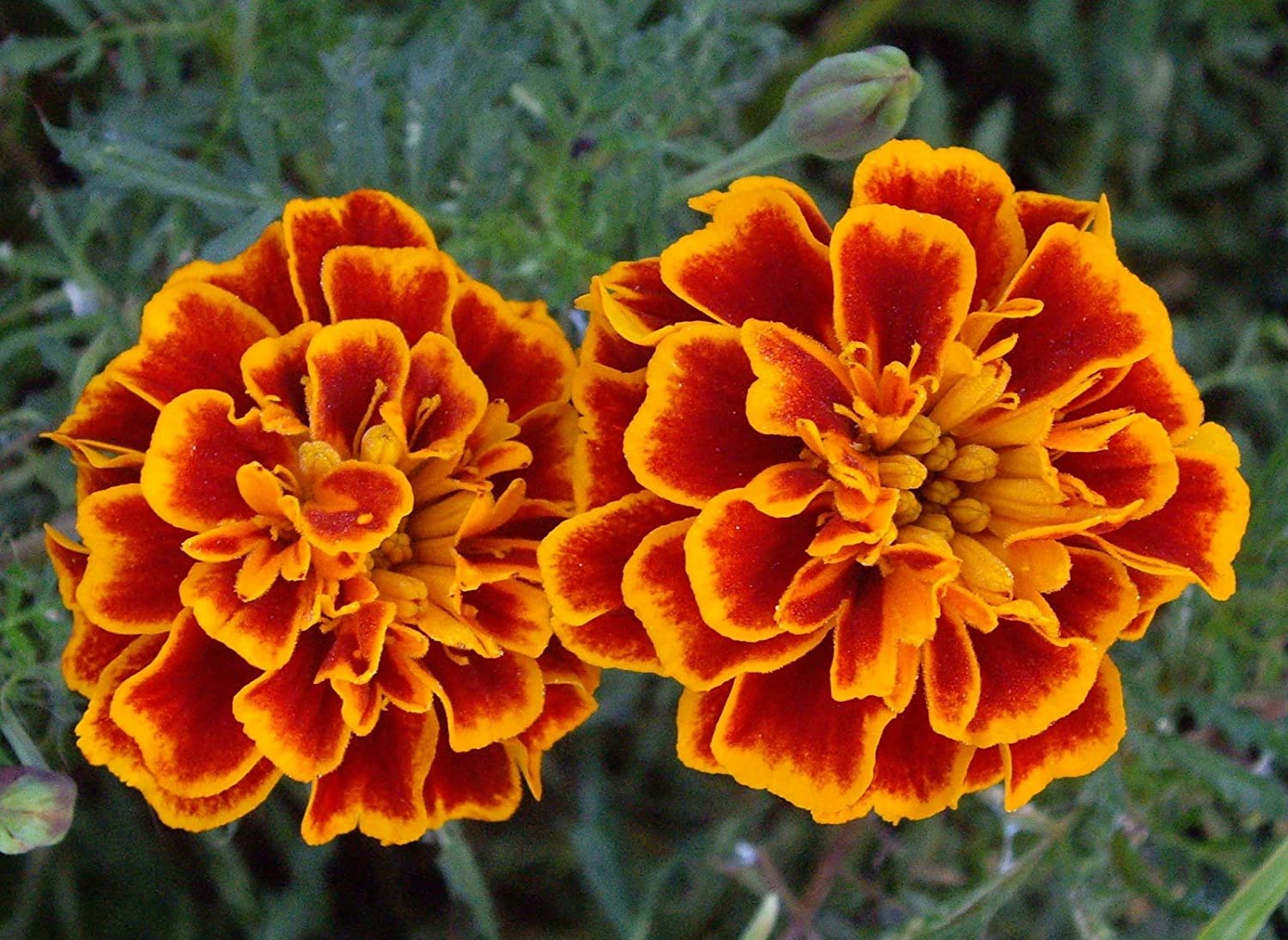 Marigold French Scarlet