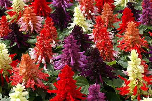 Salvia Splendens Mix - Image 2