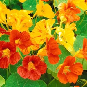 Nasturtium
