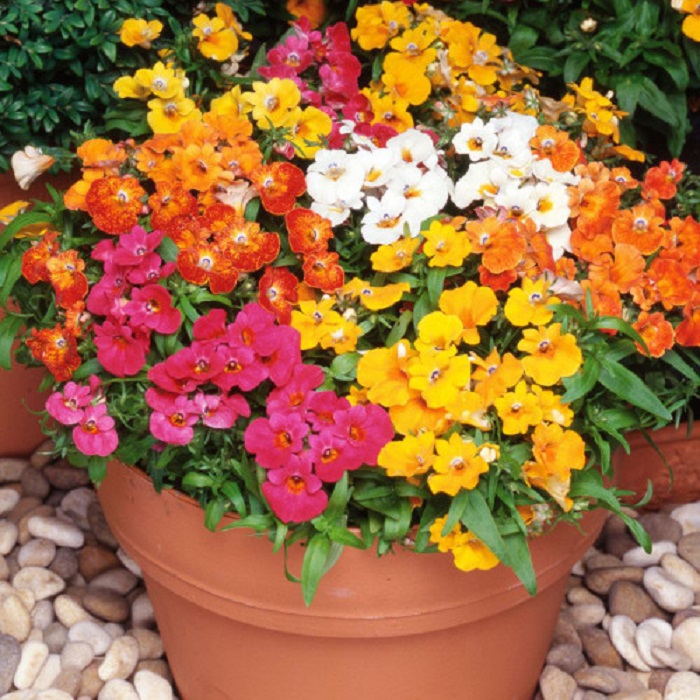 Nemesia Carnival Mix - Image 2