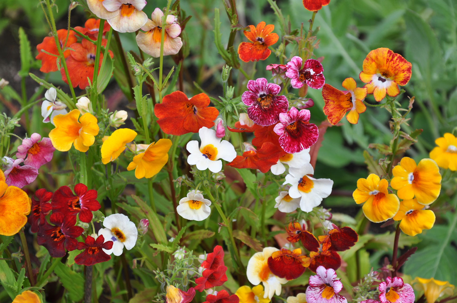Nemesia Carnival Mix - Image 3