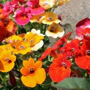 Nemesia Carnival  Mix