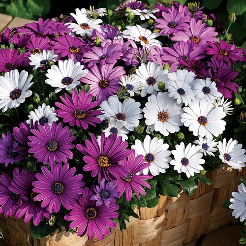 Osteospermum Ecklonis Mix - Image 2
