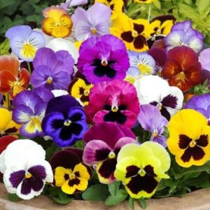 Pansy Swiss Giant Mix flower seeds with colorful blooms in shades of purple, yellow, white, red, and blue.