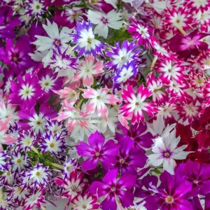 Bright pink, purple, white, and magenta phlox flowers blooming together in a colorful beauty mix.