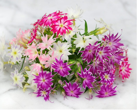 Phlox Twinkle Mix - Image 3