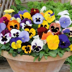 Pansy Swiss Giant Mix - Image 3